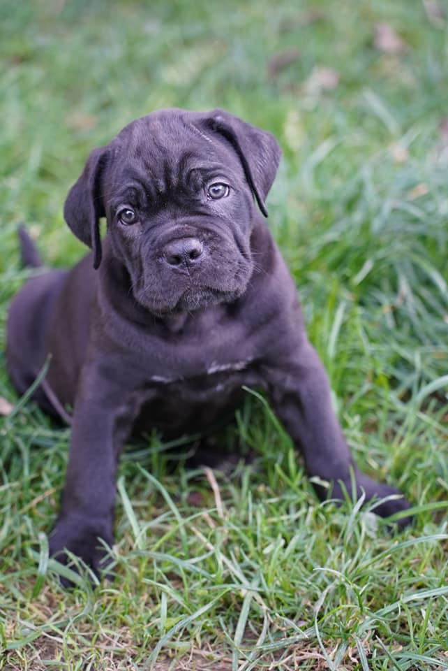 Image of Cane corso posted on 2022-03-13 14:06:50 from India